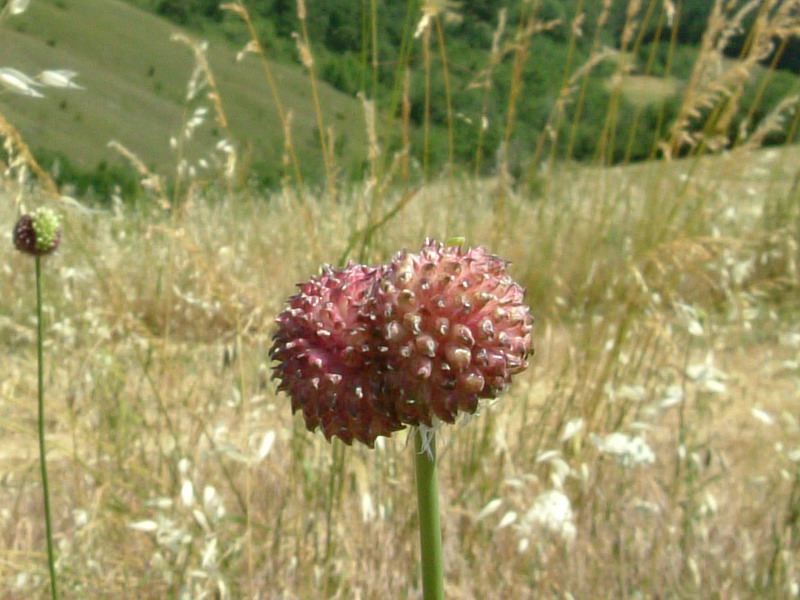 Allium nigrum ?